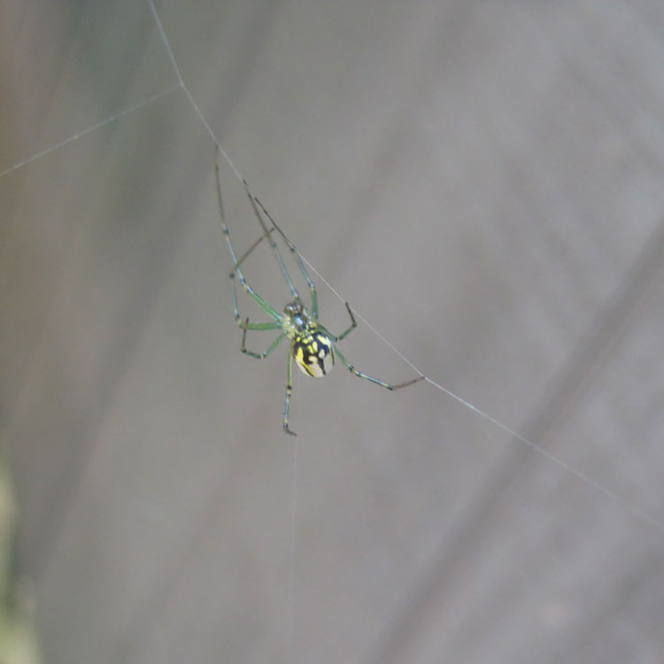 The Benefits of Spiders to Humans Grit